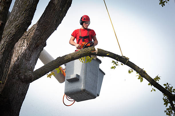 Best Tree Maintenance Programs  in Campbelltown, PA